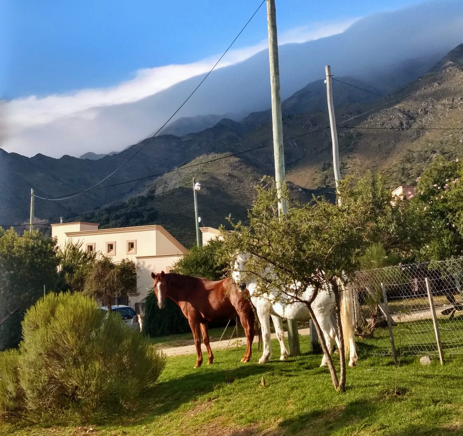 Caballos en la plazoleta