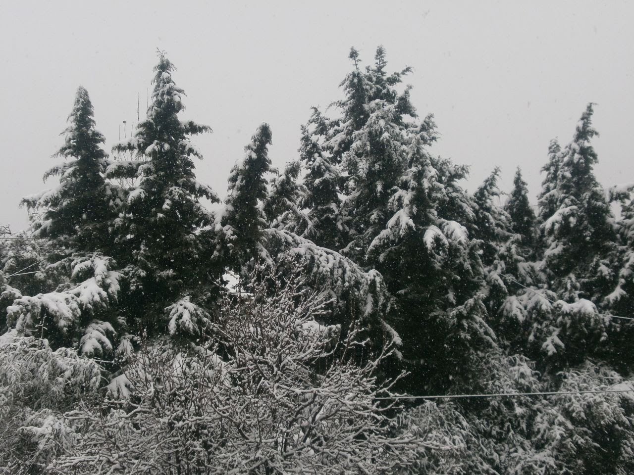 Pinos nevados